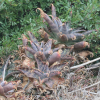 aloe_maculata1md (Aloe maculata)