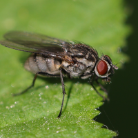 Hydrophoria ruralis (Mouche)