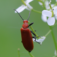 pyrochroa_serraticornis5md