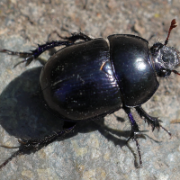 anoplotrupes_stercorosus5md