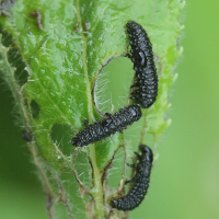 Galerucella grisescens (Galérucelle)