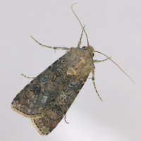 agrotis_segetum5md (Agrotis segetum)