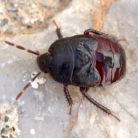 cydnus_aterrimus_juv1md (Cydnus aterrimus)