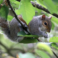 sciurus_carolinensis2cd