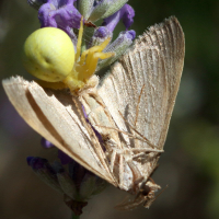 colostygia_multistrigaria2bd