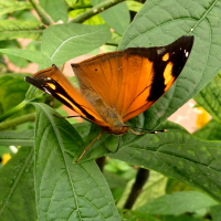 Doleschallia bisaltide (Papillon-feuille)