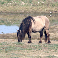 Equus caballus (Poney Highland)