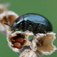 chrysolina_haemoptera2md (Chrysolina haemoptera)