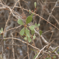 Maytenus senegalensis (Maytenus)