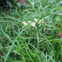 cyperus_luzulae6md (Cyperus luzulae)