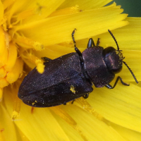 anthaxia_helvetica3md (Anthaxia helvetica)