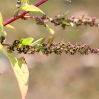 lipandra_polysperma3md