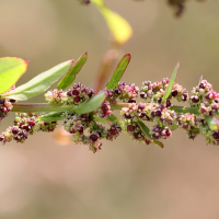 lipandra_polysperma4md