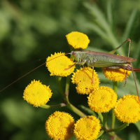 conocephalus_fuscus9md (Conocephalus fuscus)