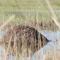 ondatra_zibethicus_hutte1md