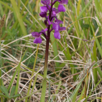 anacamptis_morio4bd (Anacamptis morio)