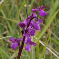 anacamptis_morio5bd (Anacamptis morio)