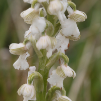 anacamptis_morio6bd (Anacamptis morio)