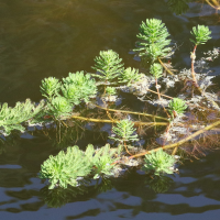 myriophyllum_aquaticum4bd