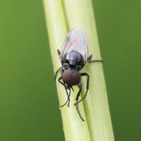 dilophus_febrilis5bd (Dilophus febrilis)