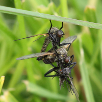 empis_tessellata8bd (Empis tessellata)