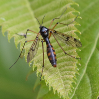 ptychoptera_contaminata5bd