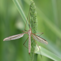 tipula_oleracea6bd