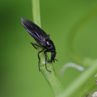 dilophus_febrilis6md (Dilophus febrilis)