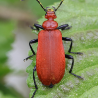 Pyrochroa serraticornis (Pyrochroa à antennes en scie, Cardinal à tête rouge)