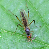 Neria cibaria (Mouche)