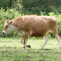 Bos taurus (21) (Vache race Nantaise)