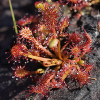 drosera_intermedia6md (Drosera intermedia)