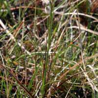 eriophorum_angustifolium7md (Eriophorum angustifolium)