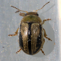 Gonioctena olivacea (Chrysomèle insipide)