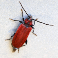 Pyrrhidium sanguineum (Callidie rouge sang, Cardinal imposteur)