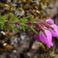 erica_cinerea5md (Erica cinerea)