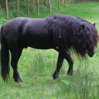 Equus caballus (Poney Dartmoor)