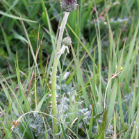 cirsium_dissectum3md (Cirsium dissectum)