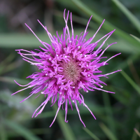 cirsium_dissectum4md (Cirsium dissectum)