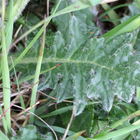 cirsium_dissectum5md (Cirsium dissectum)
