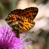 boloria_selene5bd (Boloria selene)