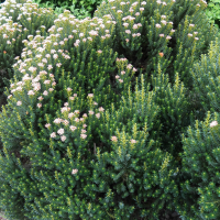 Ozothamnus rosmarinifolius (Fleur de riz, Ozothamne à feuilles de romarin)