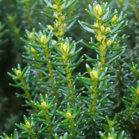 ozothamnus_rosmarinifolius2md