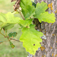 Quercus dentata (Chêne Daimyo Chêne denté)