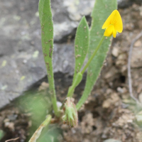 Scorpiurus vermicularis (Chenillette à une fleur)