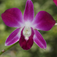 Dendrobium victoriae-reginae (Dendrobium)