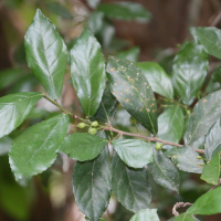 Streblus asper ("Buisson rugueux")