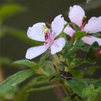 monochaetum_floribundum4md