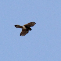 Falco newtoni (Crécerelle malgache)