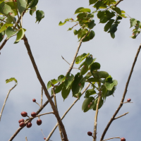 bursera_simaruba7md (Bursera simaruba)